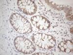 BTG2 Antibody in Immunohistochemistry (Paraffin) (IHC (P))