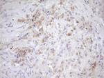 eIF3d Antibody in Immunohistochemistry (Paraffin) (IHC (P))