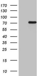 eIF3d Antibody in Western Blot (WB)
