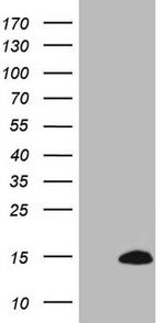 CDC42SE2 Antibody in Western Blot (WB)