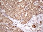 PRPK Antibody in Immunohistochemistry (Paraffin) (IHC (P))