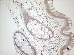 ZNF69 Antibody in Immunohistochemistry (Paraffin) (IHC (P))