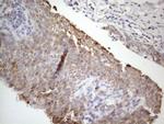 STOML2 Antibody in Immunohistochemistry (Paraffin) (IHC (P))