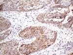 STOML2 Antibody in Immunohistochemistry (Paraffin) (IHC (P))