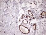 MGC12965 Antibody in Immunohistochemistry (Paraffin) (IHC (P))