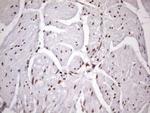 MGC12965 Antibody in Immunohistochemistry (Paraffin) (IHC (P))