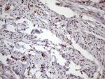 MGC12965 Antibody in Immunohistochemistry (Paraffin) (IHC (P))