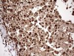 MGC12965 Antibody in Immunohistochemistry (Paraffin) (IHC (P))