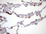 MGC12965 Antibody in Immunohistochemistry (Paraffin) (IHC (P))