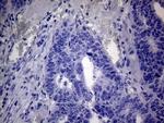 C4orf36 Antibody in Immunohistochemistry (Paraffin) (IHC (P))