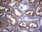 C4orf36 Antibody in Immunohistochemistry (Paraffin) (IHC (P))