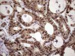 ZC3H8 Antibody in Immunohistochemistry (Paraffin) (IHC (P))
