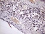ZC3H8 Antibody in Immunohistochemistry (Paraffin) (IHC (P))