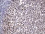 ZC3H8 Antibody in Immunohistochemistry (Paraffin) (IHC (P))