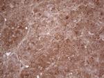 PPA2 Antibody in Immunohistochemistry (Paraffin) (IHC (P))