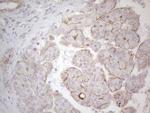 MGC12965 Antibody in Immunohistochemistry (Paraffin) (IHC (P))