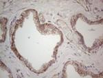 MGC12965 Antibody in Immunohistochemistry (Paraffin) (IHC (P))