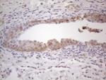 MGC12965 Antibody in Immunohistochemistry (Paraffin) (IHC (P))