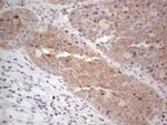 MGC12965 Antibody in Immunohistochemistry (Paraffin) (IHC (P))