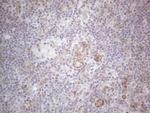 MGC12965 Antibody in Immunohistochemistry (Paraffin) (IHC (P))