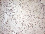 RGL2 Antibody in Immunohistochemistry (Paraffin) (IHC (P))
