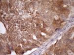 ASB8 Antibody in Immunohistochemistry (Paraffin) (IHC (P))