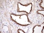 MRG15 Monoclonal Antibody (OTI5D2)