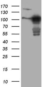 Melanophilin Antibody in Western Blot (WB)