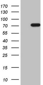 NOBOX Antibody in Western Blot (WB)