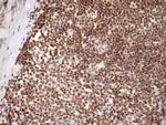 SYF2 Antibody in Immunohistochemistry (Paraffin) (IHC (P))
