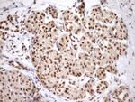 SYF2 Antibody in Immunohistochemistry (Paraffin) (IHC (P))