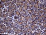 AKIP1 Antibody in Immunohistochemistry (Paraffin) (IHC (P))