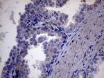 AKIP1 Antibody in Immunohistochemistry (Paraffin) (IHC (P))