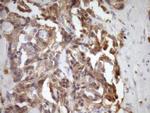 MSP Antibody in Immunohistochemistry (Paraffin) (IHC (P))