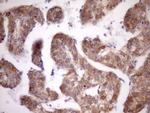 MSP Antibody in Immunohistochemistry (Paraffin) (IHC (P))