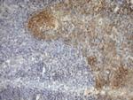 MSP Antibody in Immunohistochemistry (Paraffin) (IHC (P))