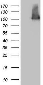 Melanophilin Antibody in Western Blot (WB)
