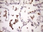 ZNF449 Antibody in Immunohistochemistry (Paraffin) (IHC (P))
