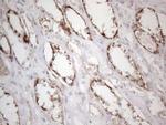 DLX4 Antibody in Immunohistochemistry (Paraffin) (IHC (P))