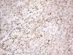 DLX4 Antibody in Immunohistochemistry (Paraffin) (IHC (P))