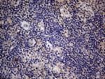 Endothelin 3 Antibody in Immunohistochemistry (Paraffin) (IHC (P))