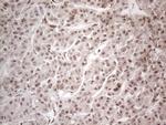 HMGB4 Antibody in Immunohistochemistry (Paraffin) (IHC (P))