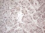 HMGB4 Antibody in Immunohistochemistry (Paraffin) (IHC (P))