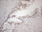 HMGB4 Antibody in Immunohistochemistry (Paraffin) (IHC (P))
