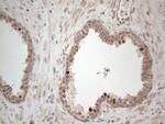 HMGB4 Antibody in Immunohistochemistry (Paraffin) (IHC (P))