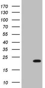 HMGB4 Antibody in Western Blot (WB)