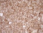 EPLIN Antibody in Immunohistochemistry (Paraffin) (IHC (P))