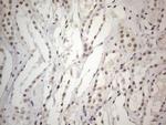 CWC27 Antibody in Immunohistochemistry (Paraffin) (IHC (P))