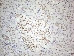 CWC27 Antibody in Immunohistochemistry (Paraffin) (IHC (P))