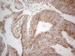 betatrophin Antibody in Immunohistochemistry (Paraffin) (IHC (P))